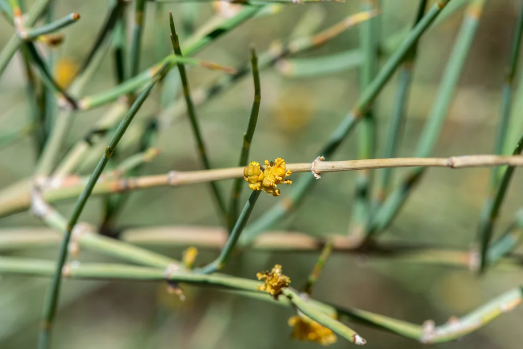 Ephedra Nevadensis