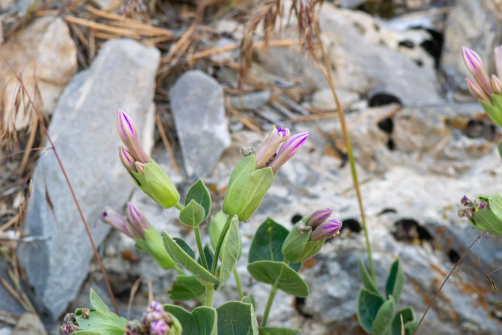 Mirabilis Multiflora