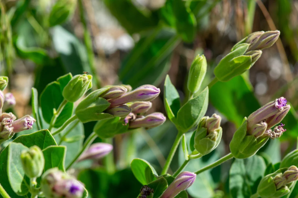 Mirabilis Multiflora