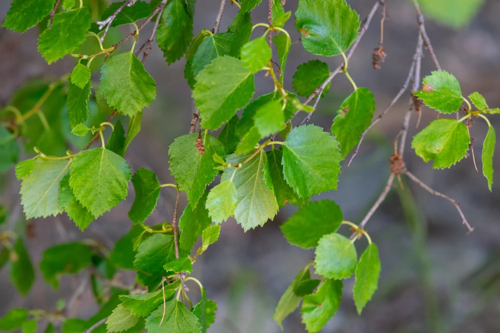 Betula Occidentalis