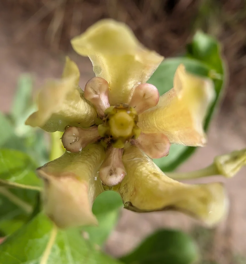 Asclepias Viridis