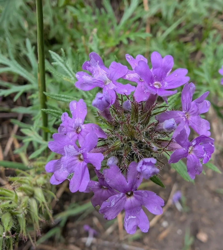 Glandularia Bipinnatifida