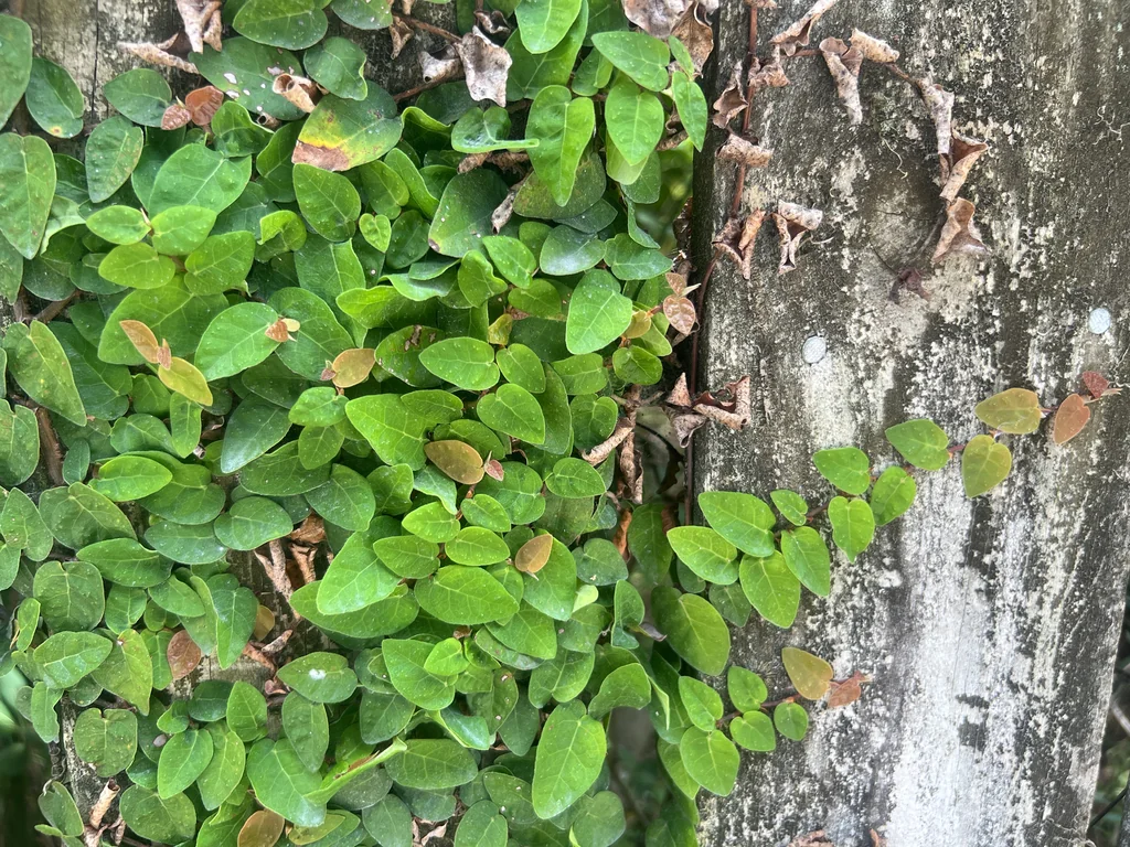 Ficus Pumila