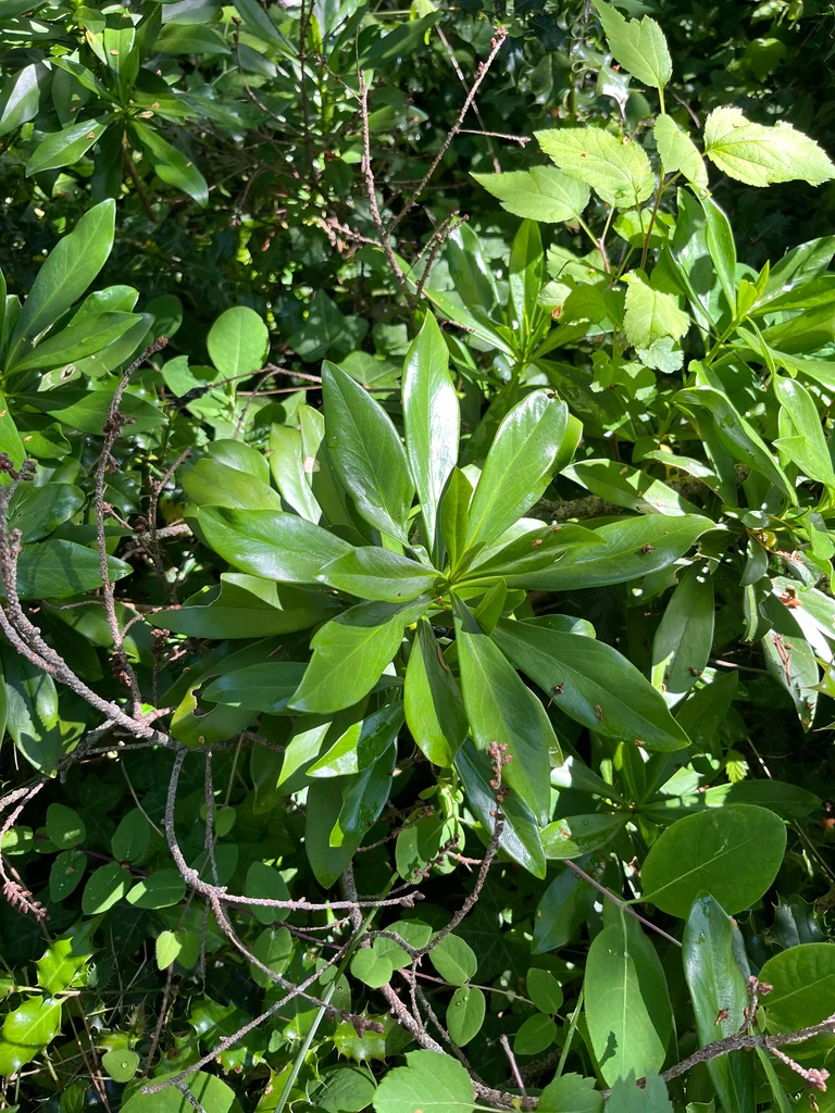 Daphne Laureola
