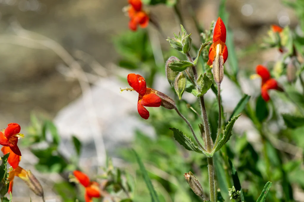 Mimulus Cardinalis
