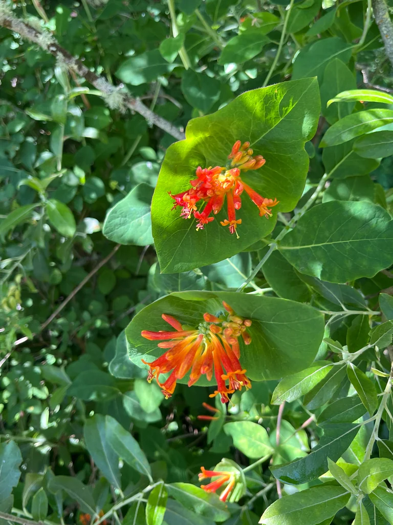 Lonicera Ciliosa