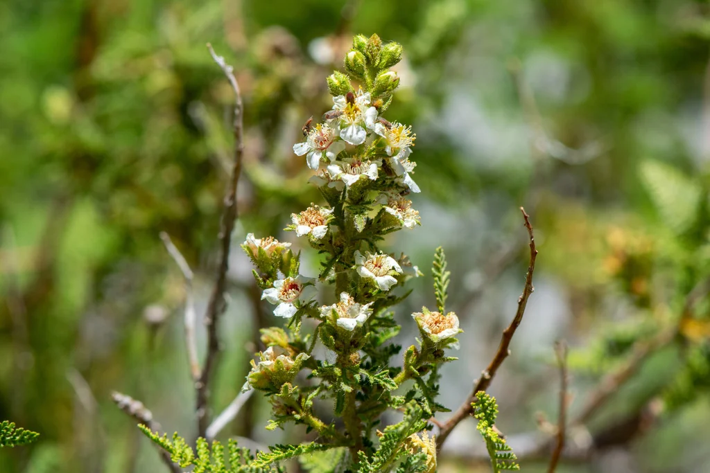 Chamaebatiaria Millefolium