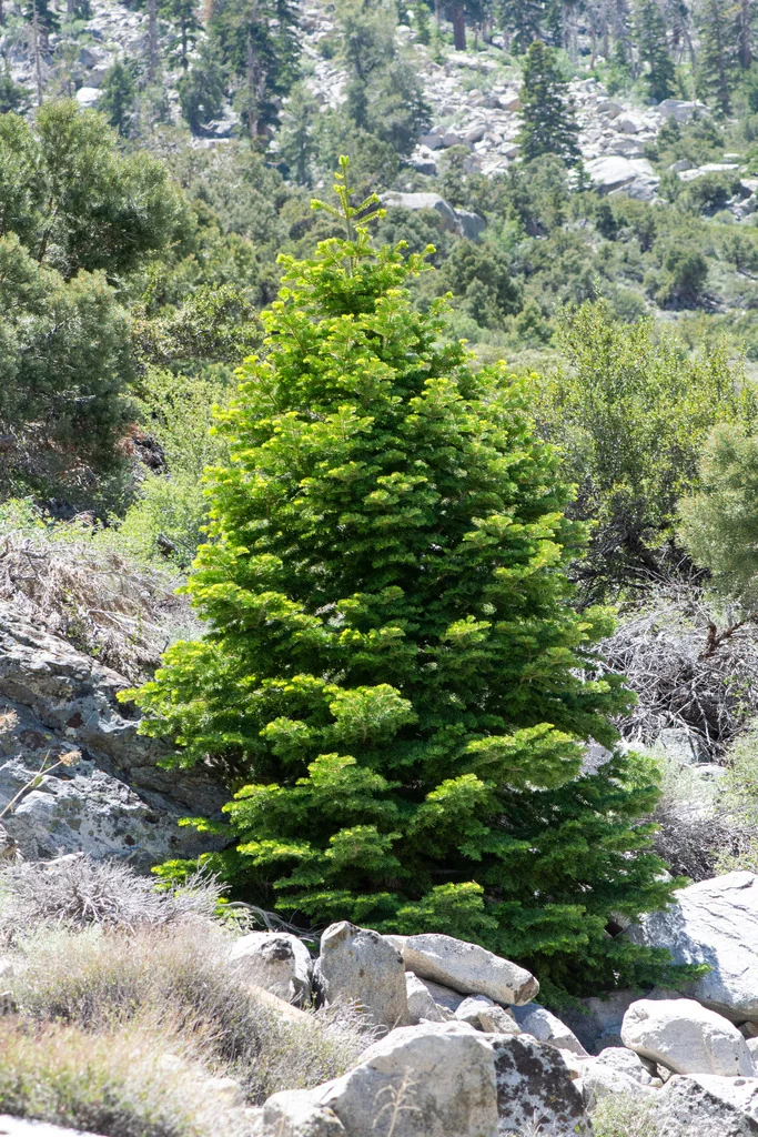 Abies Concolor