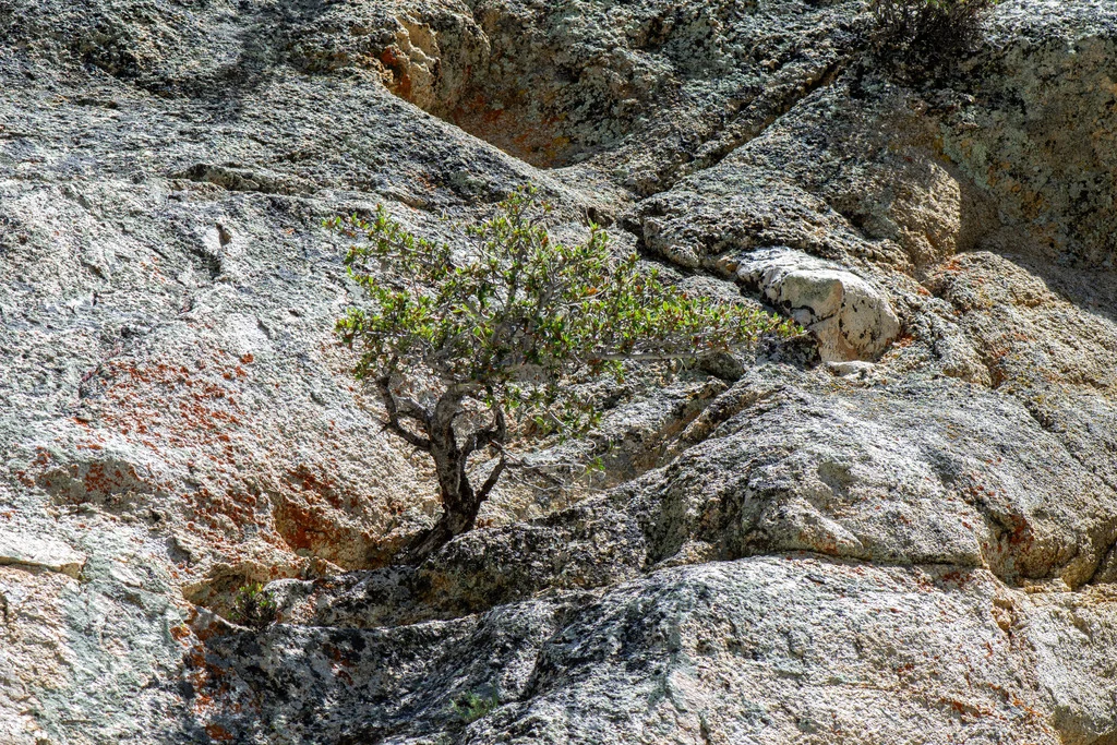 Cercocarpus Ledifolius