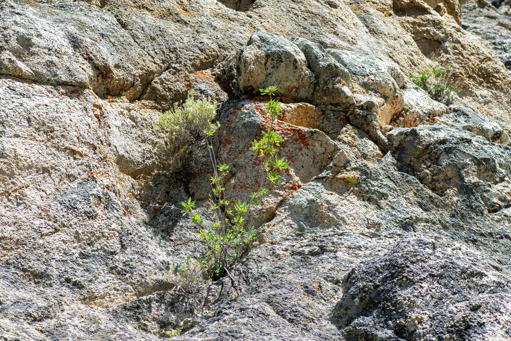 Chamaebatiaria Millefolium
