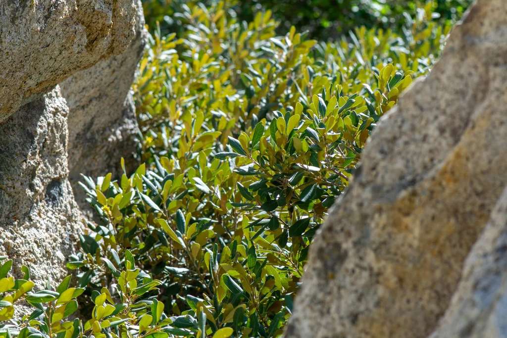 Chrysolepis Sempervirens
