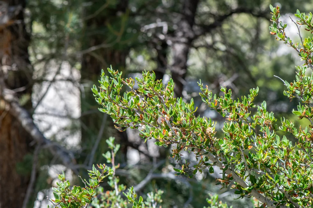Cercocarpus Ledifolius