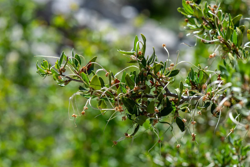 Cercocarpus Ledifolius
