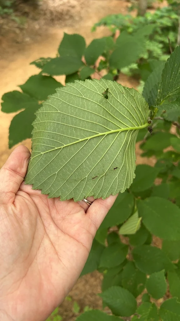 Ulmus Rubra