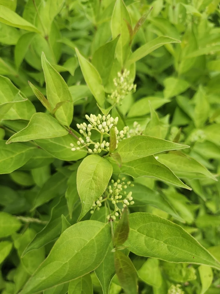 Cornus Racemosa
