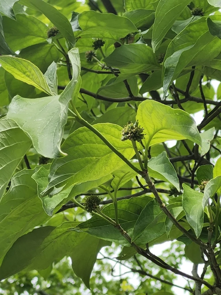 Cornus Florida