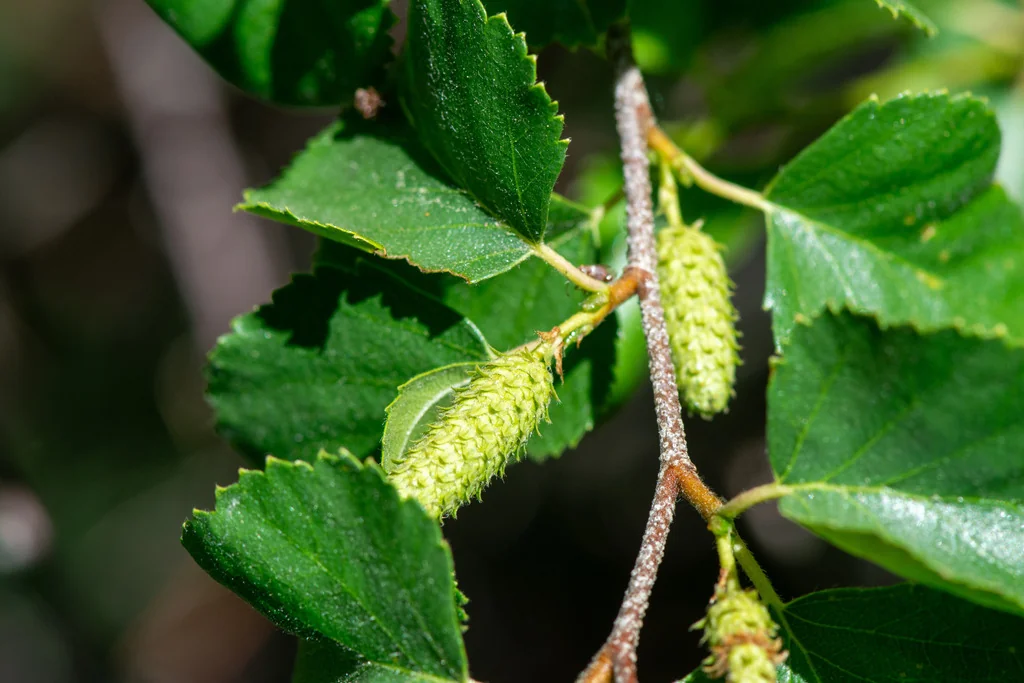 Betula Occidentalis