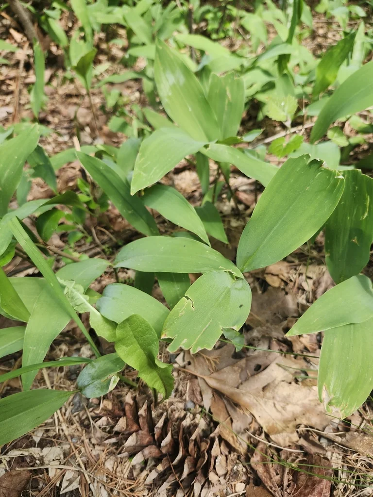 Allium Tricoccum