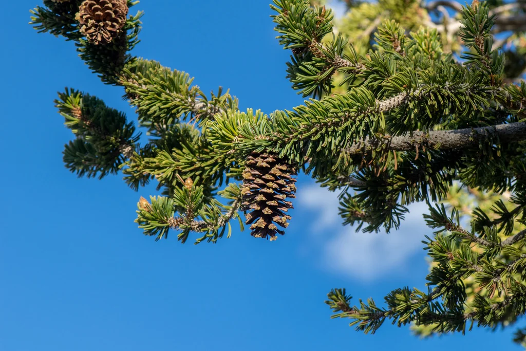 Pinus Longaeva