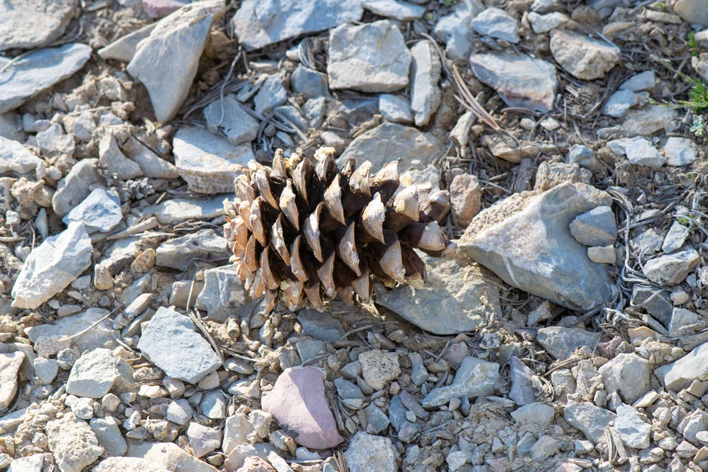 Pinus Flexilis
