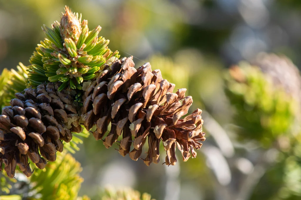 Pinus Longaeva