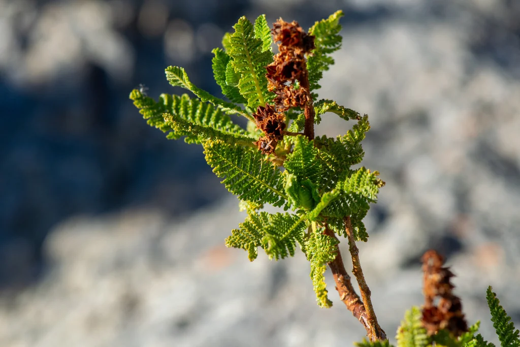 Chamaebatiaria Millefolium