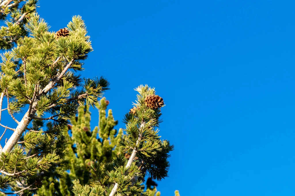Pinus Flexilis