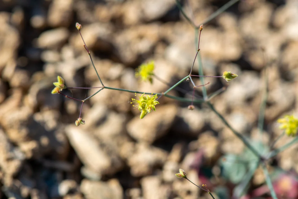 Eriogonum Inflatum