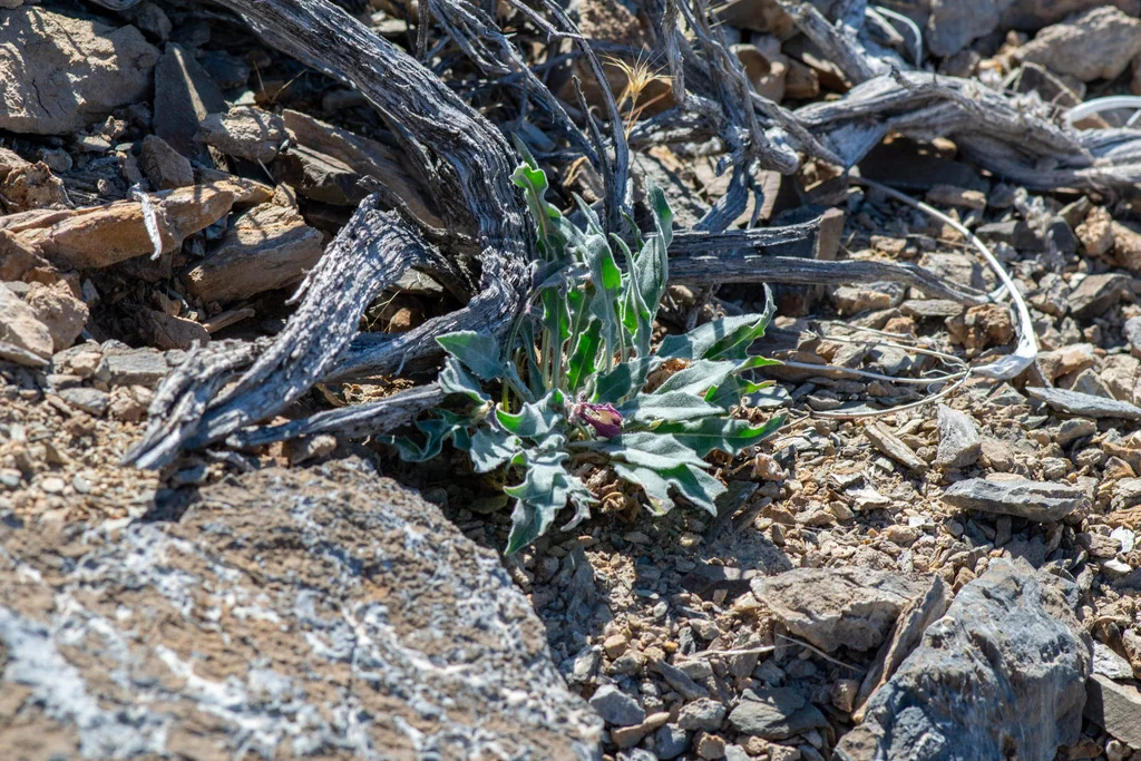 Oenothera Caespitosa