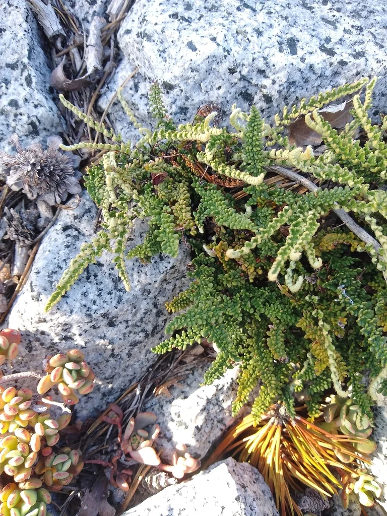 Myriopteris Covillei