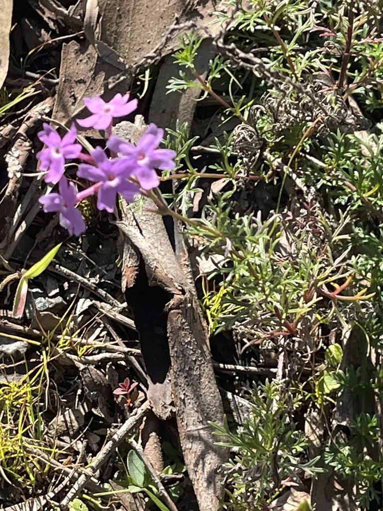 Verbena Tenuisecta