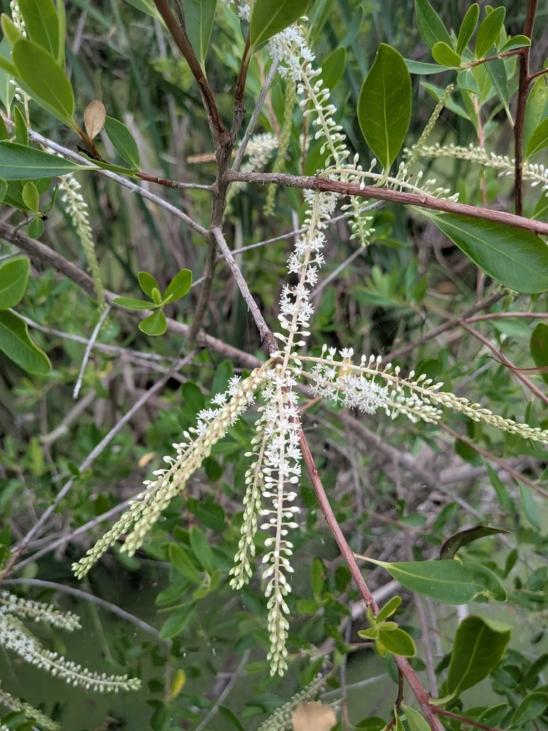 Cyrilla Racemiflora