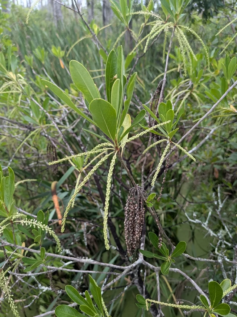 Cyrilla Racemiflora