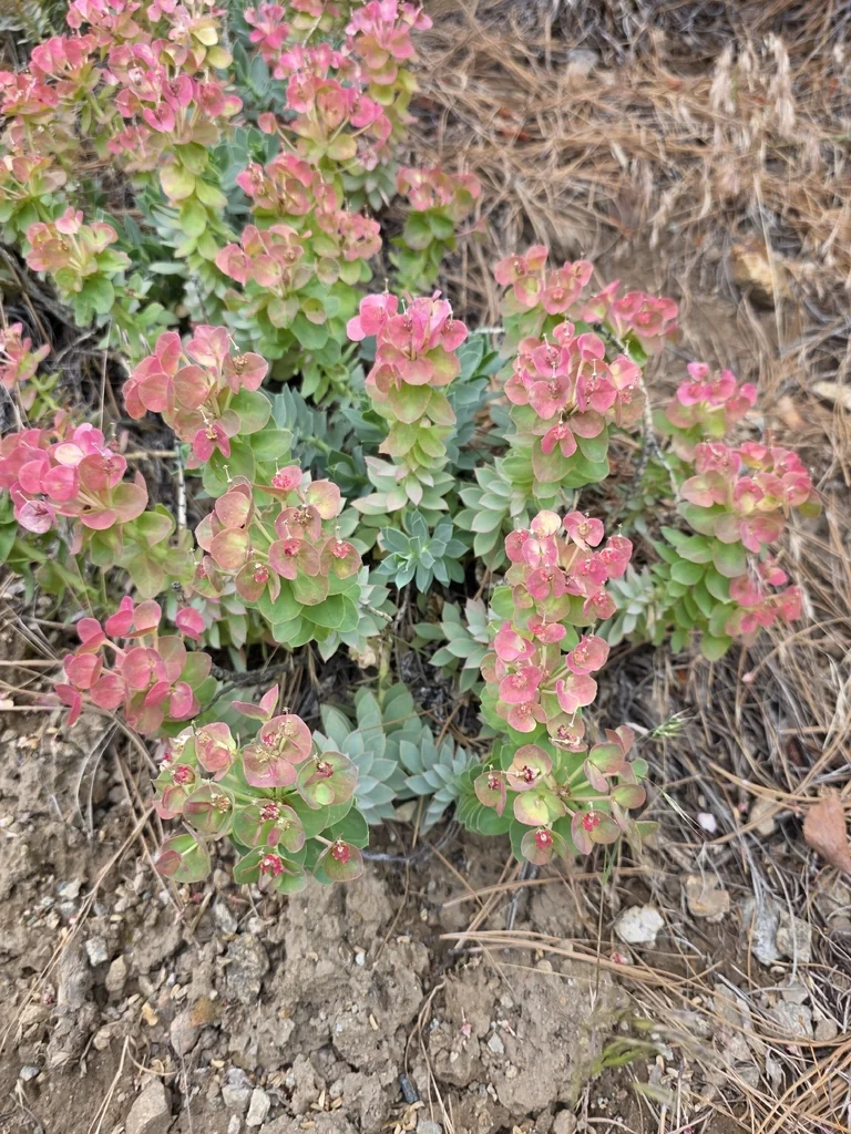 Euphorbia Myrsinites