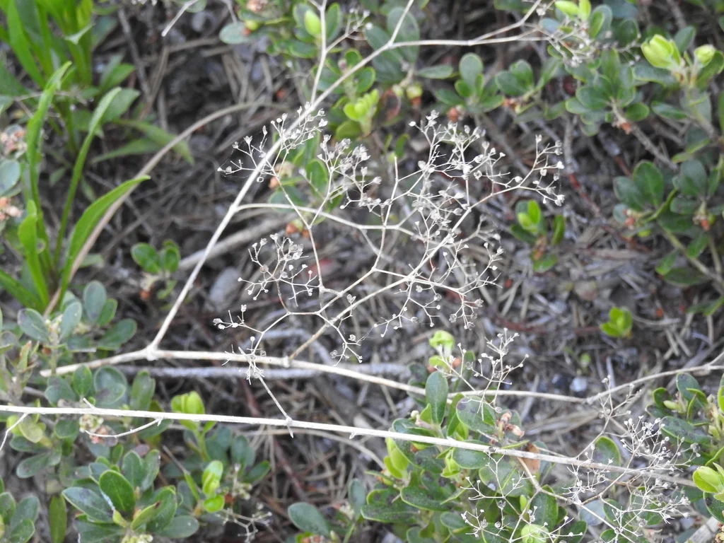 Gypsophila paniculata