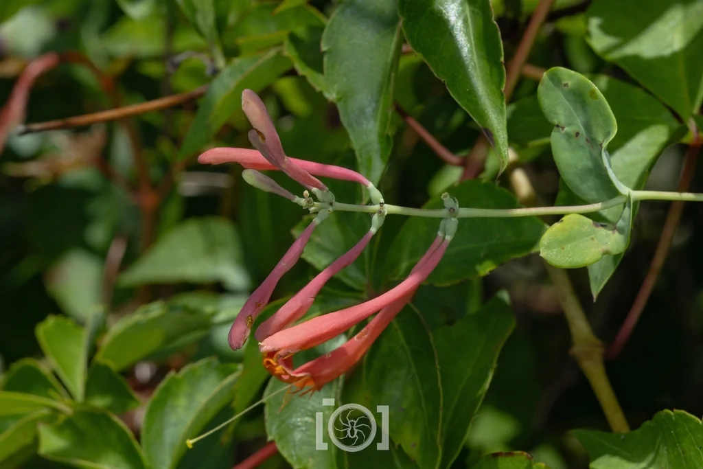 Lonicera Sempervirens