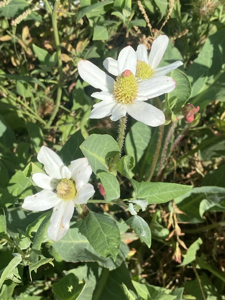 Anemopsis Californica