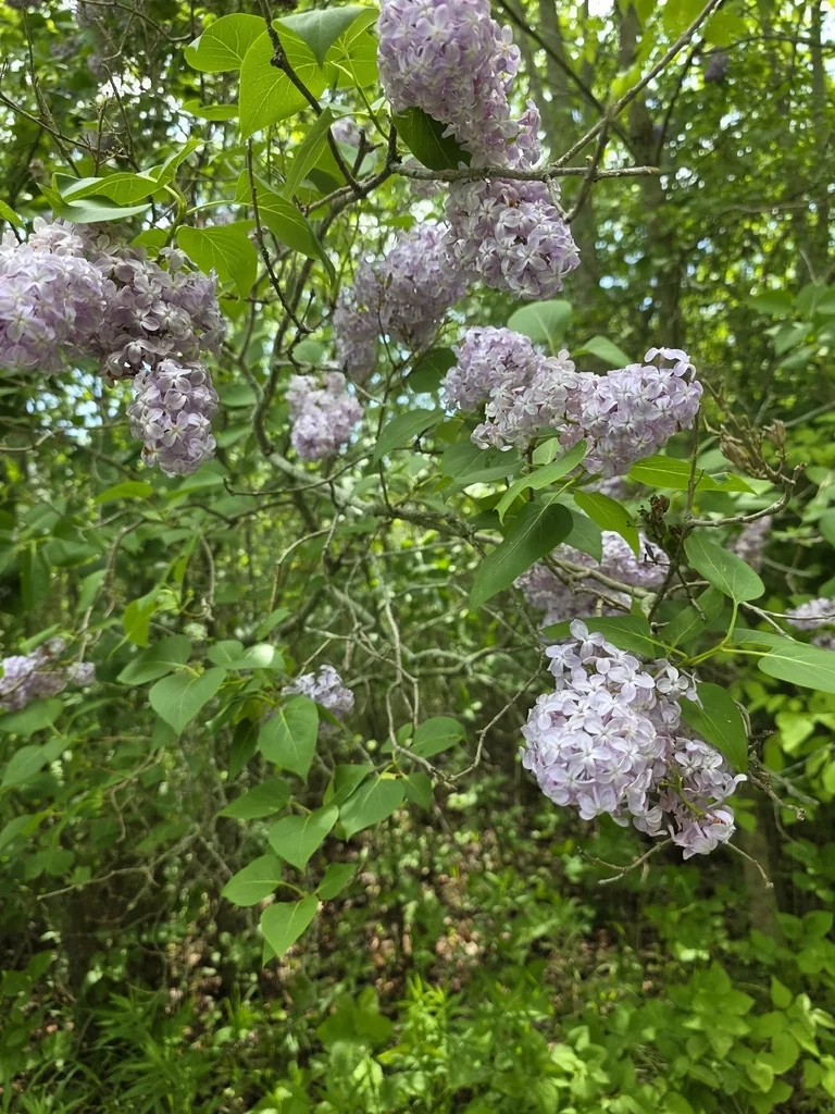 Syringa Vulgaris