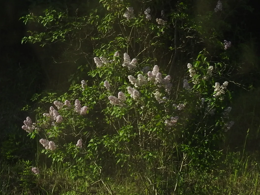 Syringa Vulgaris