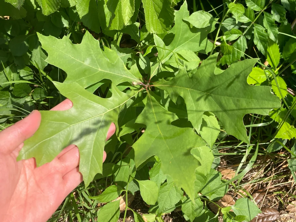 Quercus Palustris