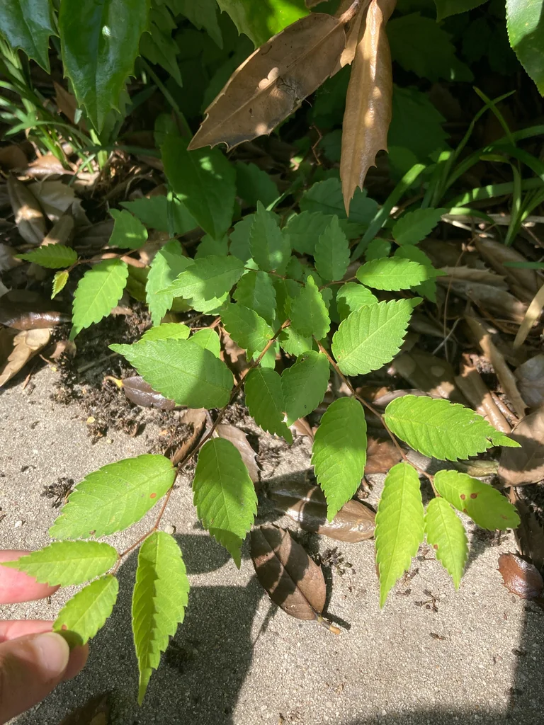 Zelkova Serrata