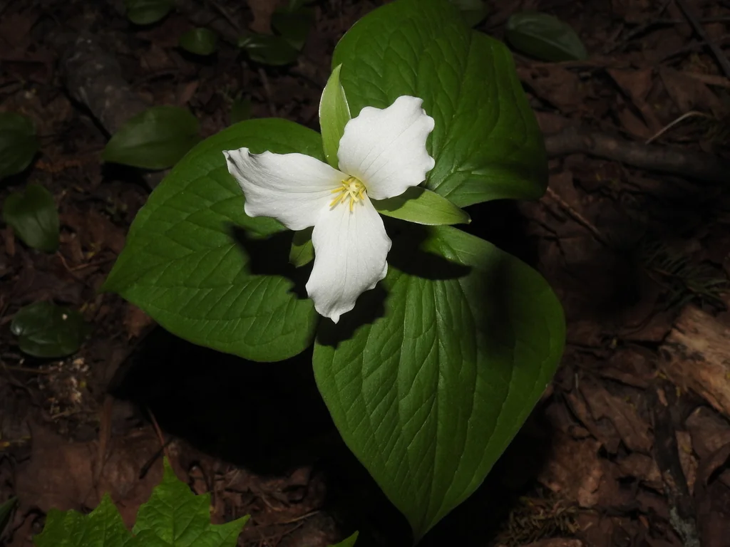 Trillium Grandiflorum