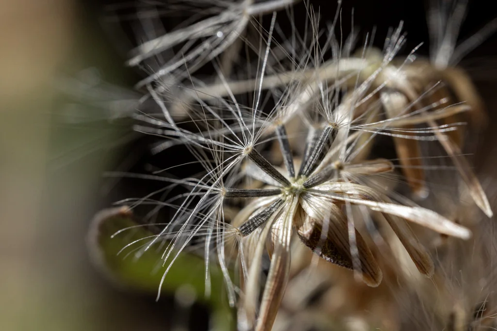 Brickellia Californica