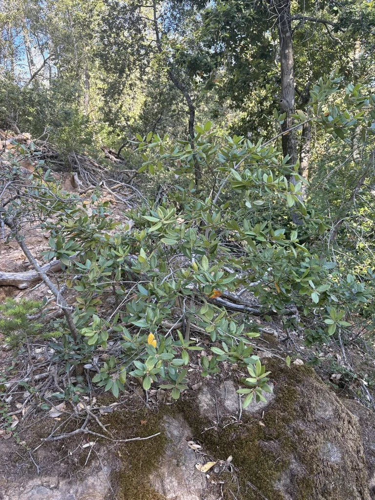 Notholithocarpus Densiflorus