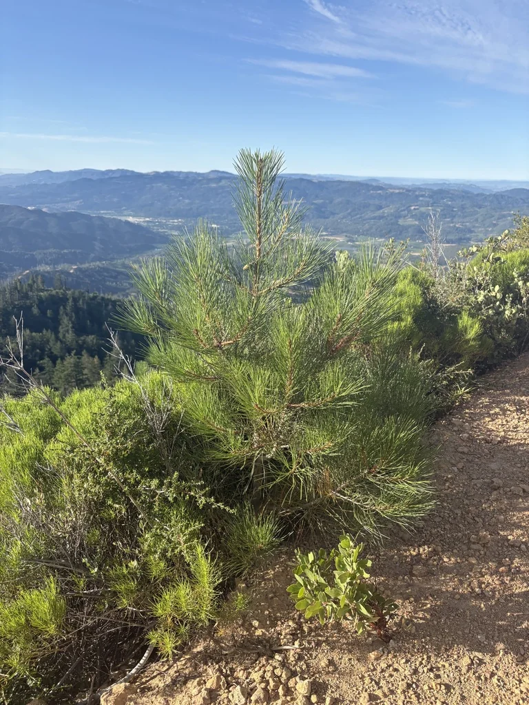 Pinus Attenuata