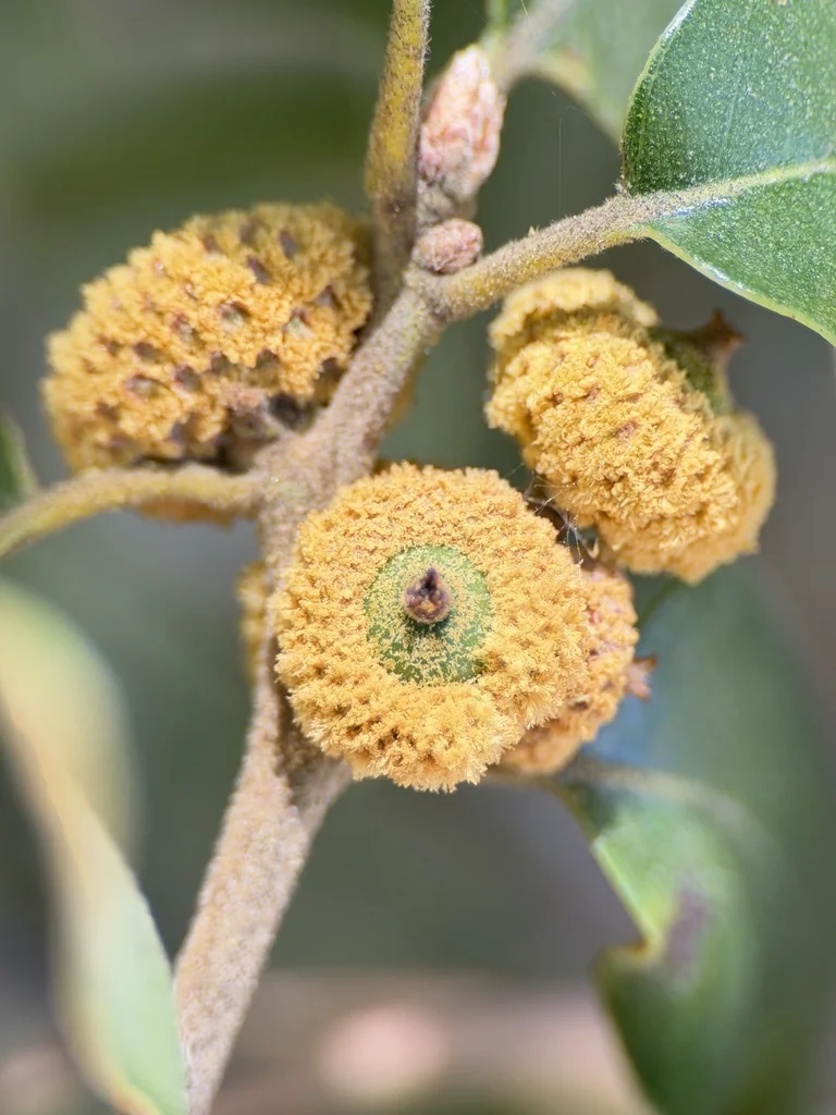 Quercus Chrysolepis