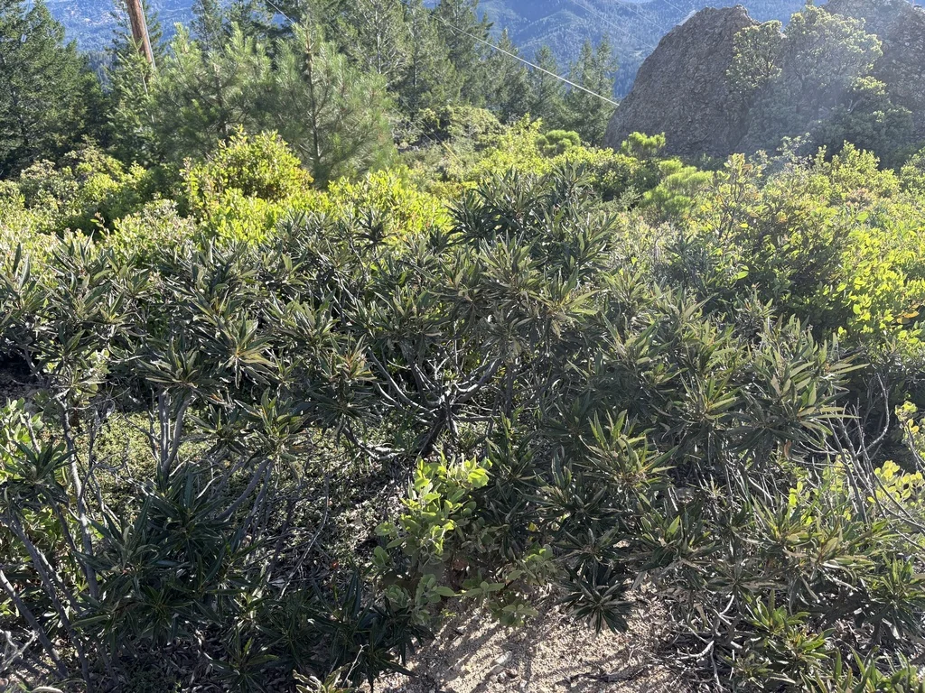 Eriodictyon Californicum