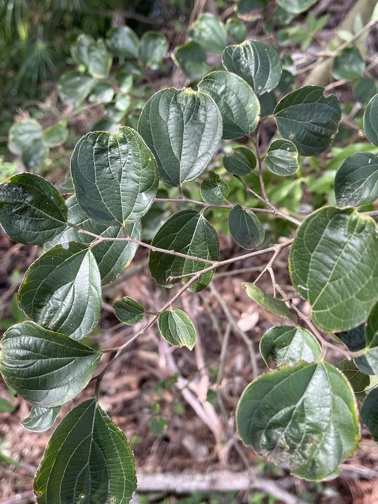 Celtis Sinensis
