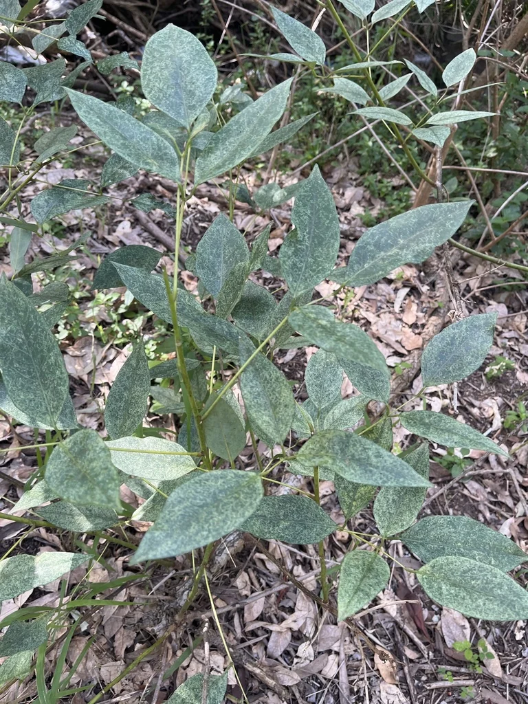 Erythrina Crista-Galli