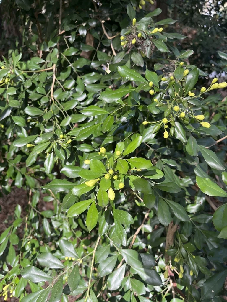 Murraya Paniculata